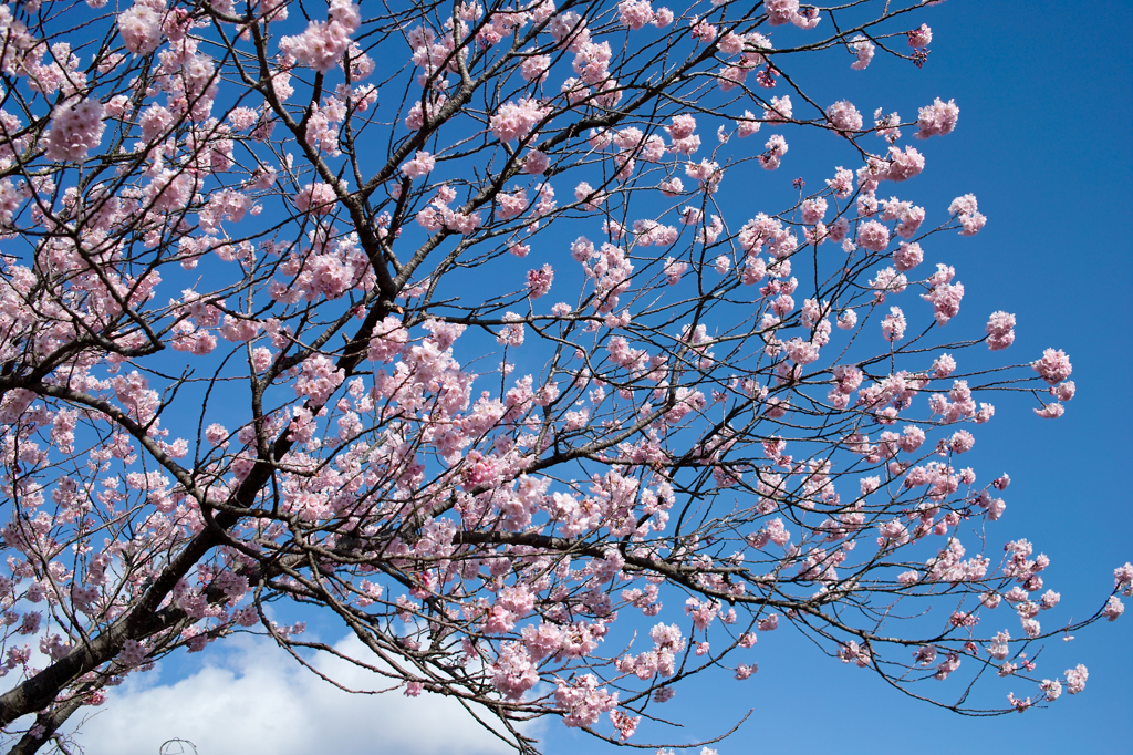 早咲き桜