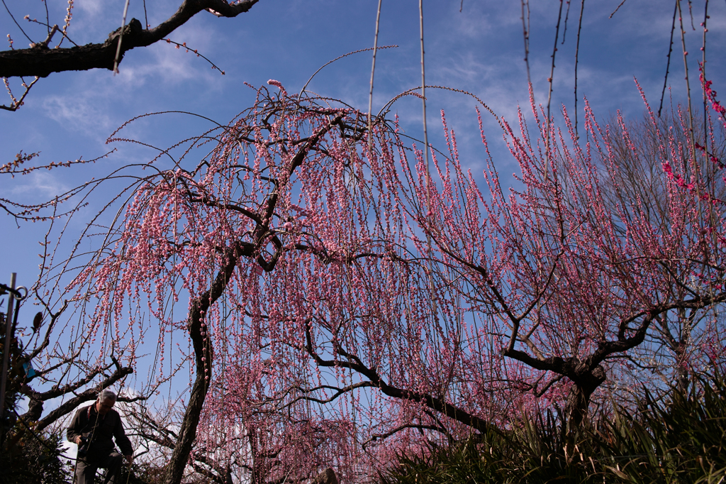 梅の風景～花咲か爺