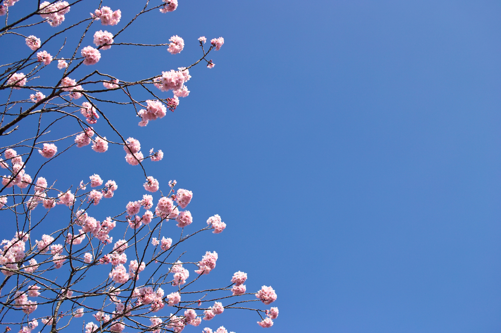 桜　早咲き