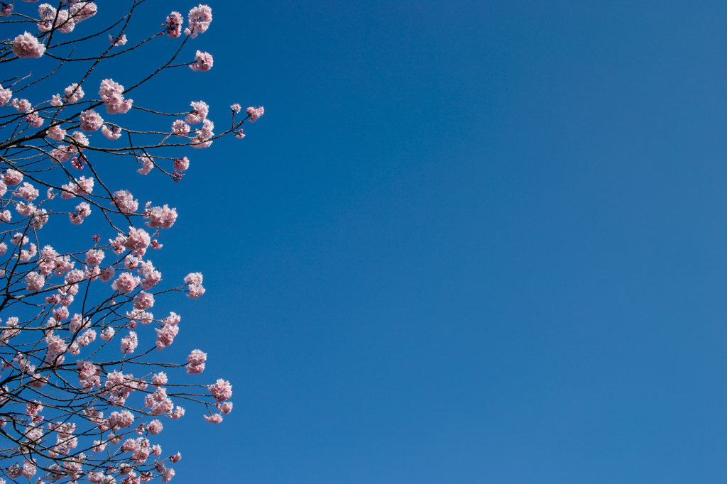 空　青　桜色　