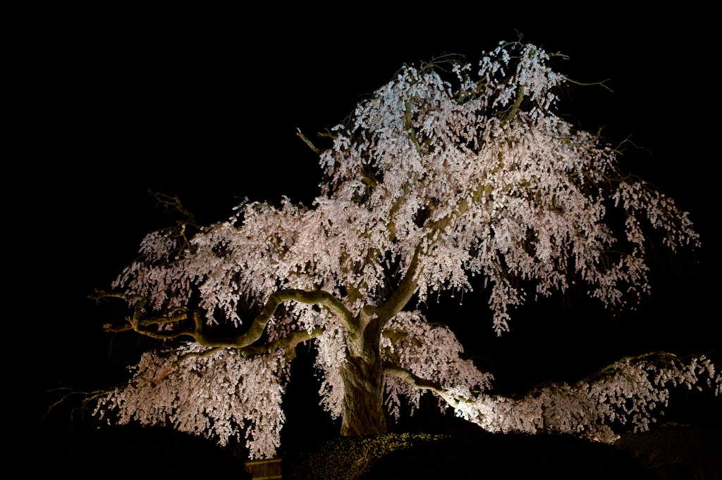 円山公園　夜桜