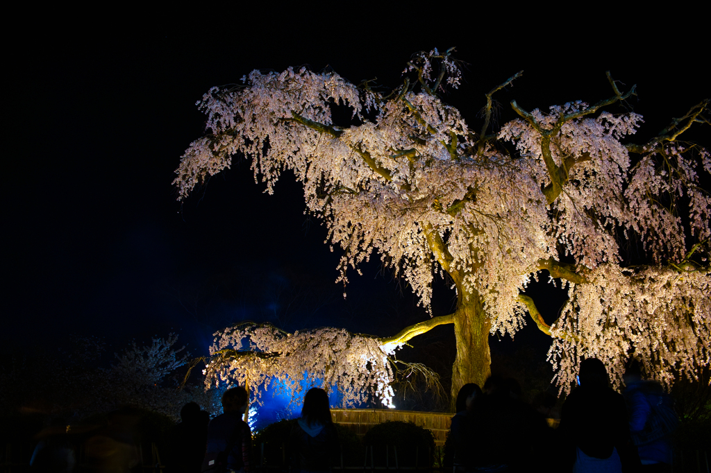 円山公園　夜桜3