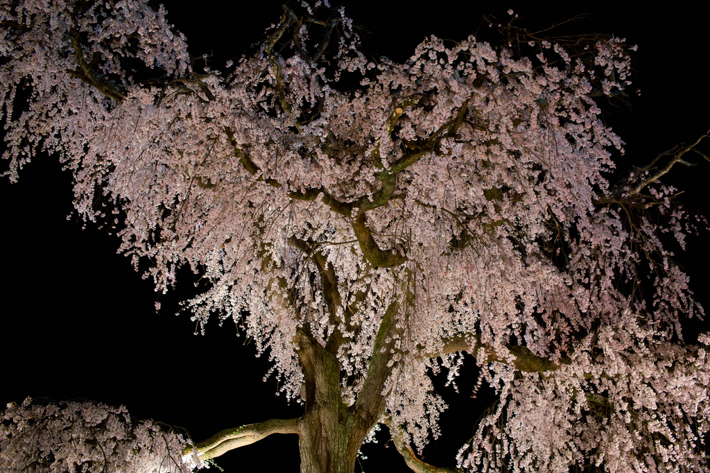 円山公園　夜桜2