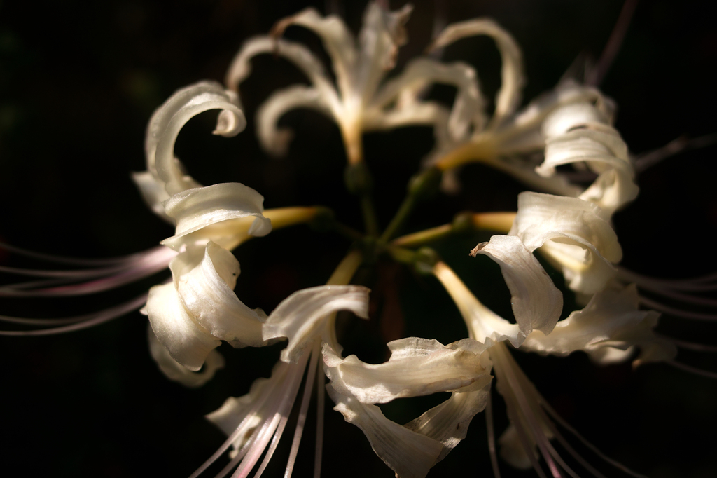 白花曼珠沙華