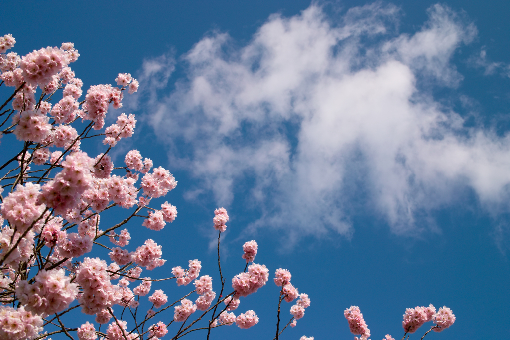 桜　空　雲