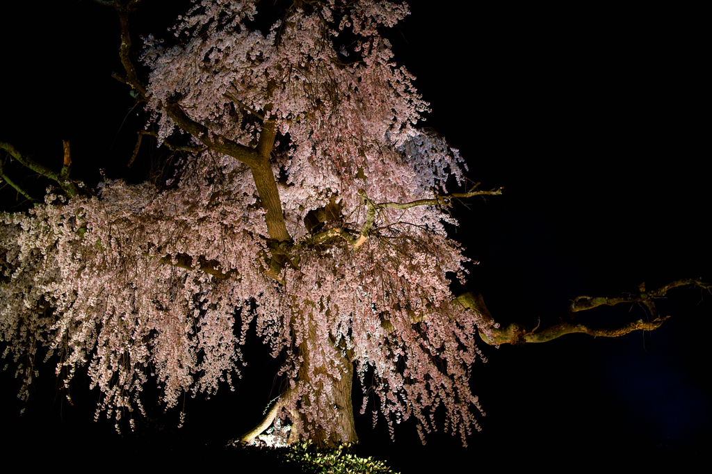 円山公園　夜桜4