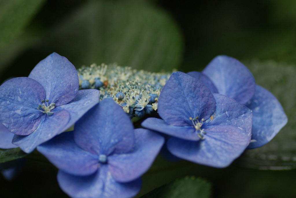 紫陽花②