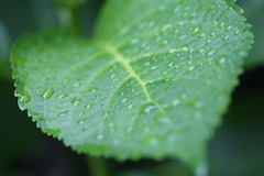 雨上がり