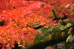 清水寺の紅葉