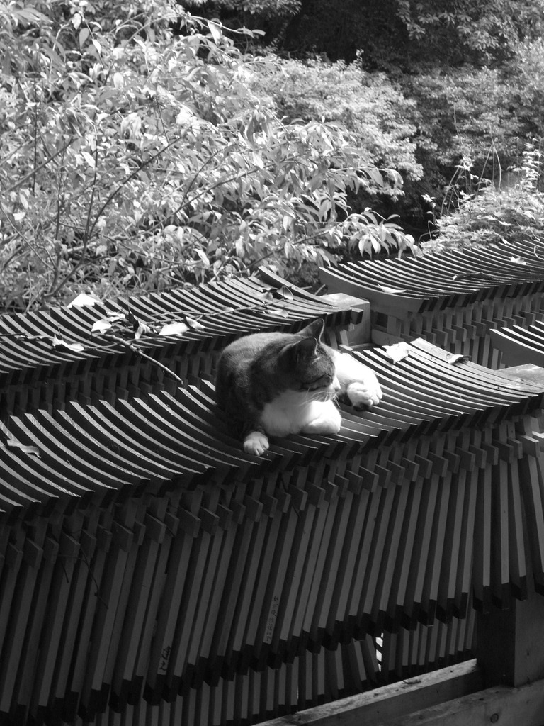 京都のとある神社で