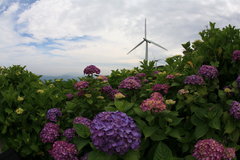 風車と紫陽花