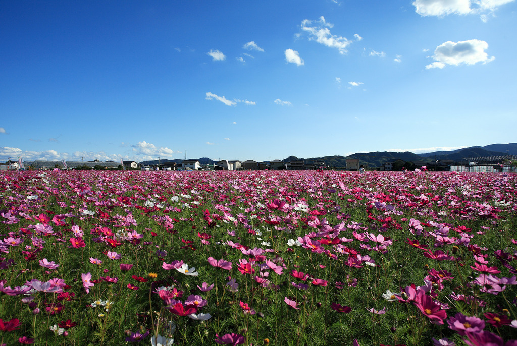 お花畑