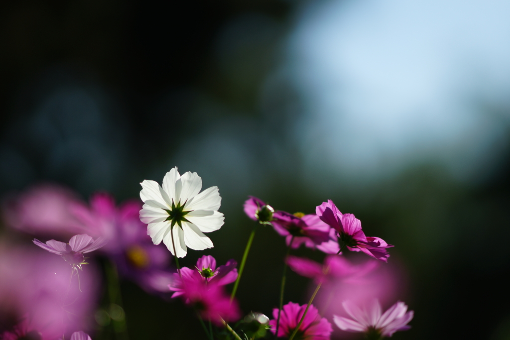 秋桜　DSC00701