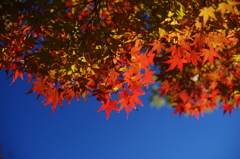 ２０１３　紅葉４