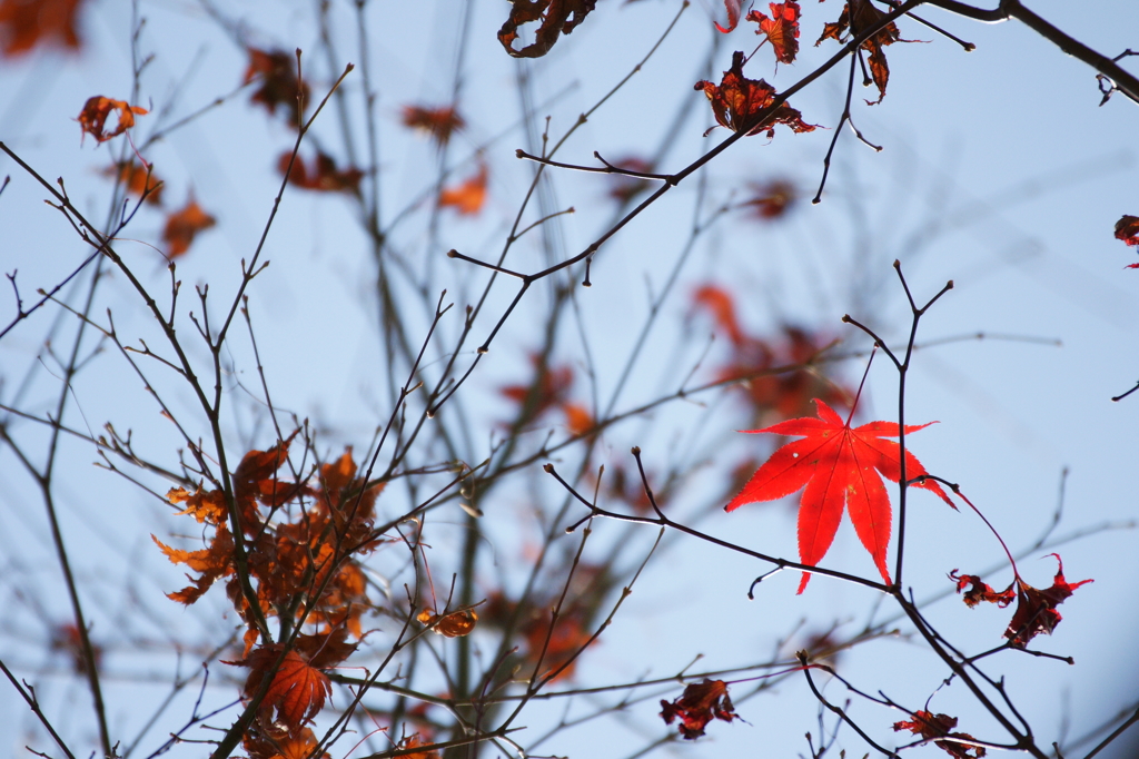 ２０１４　紅葉　８