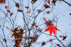 ２０１４　紅葉　８