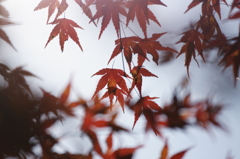 ２０１４　紅葉　２