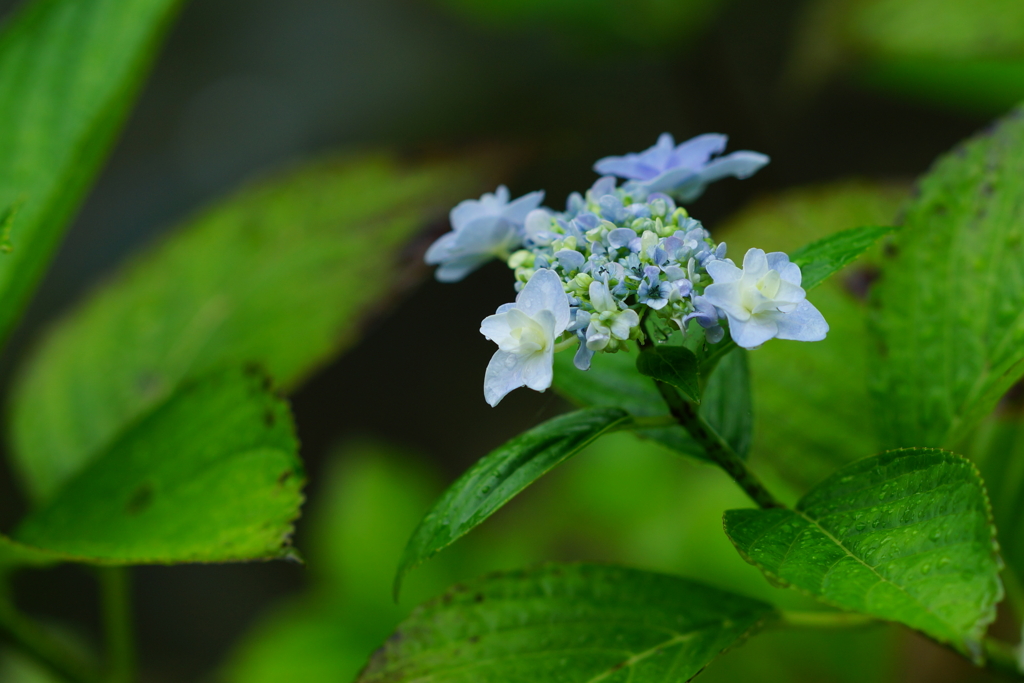 紫陽花　DSC01642