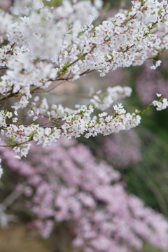 桜　DSC04421