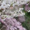 桜　DSC04421