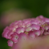 紫陽花DSC00058