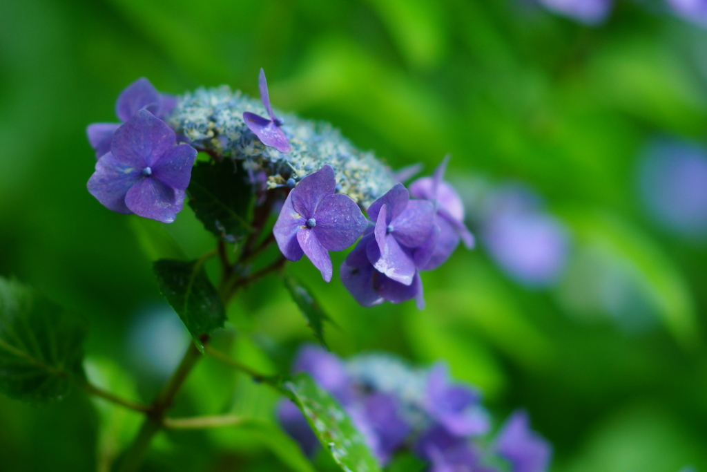 紫陽花　DSC01788