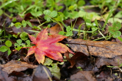 ２０１３　紅葉２５