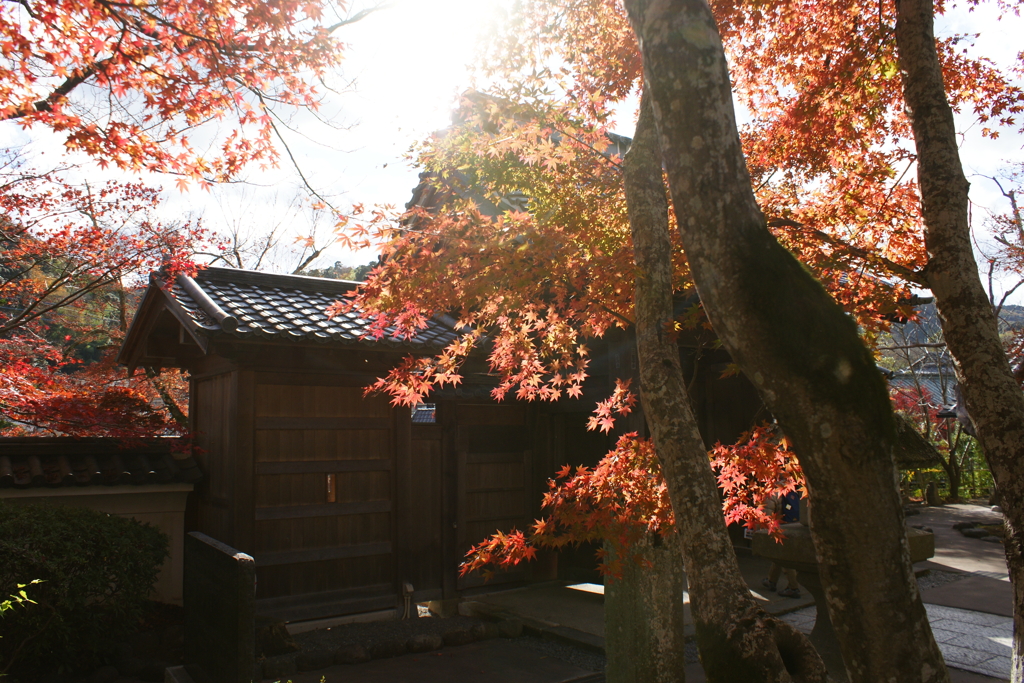 紅葉 DSC04237