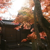 紅葉 DSC04237