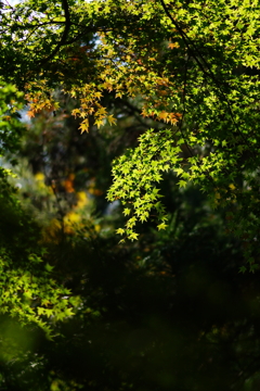 紅葉　DSC02087