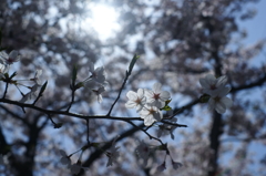 2014 桜　２
