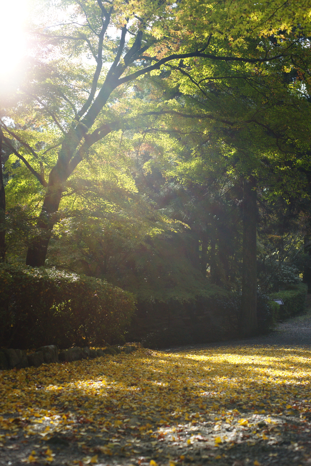 紅葉　DSC06762