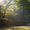 紅葉　DSC06762