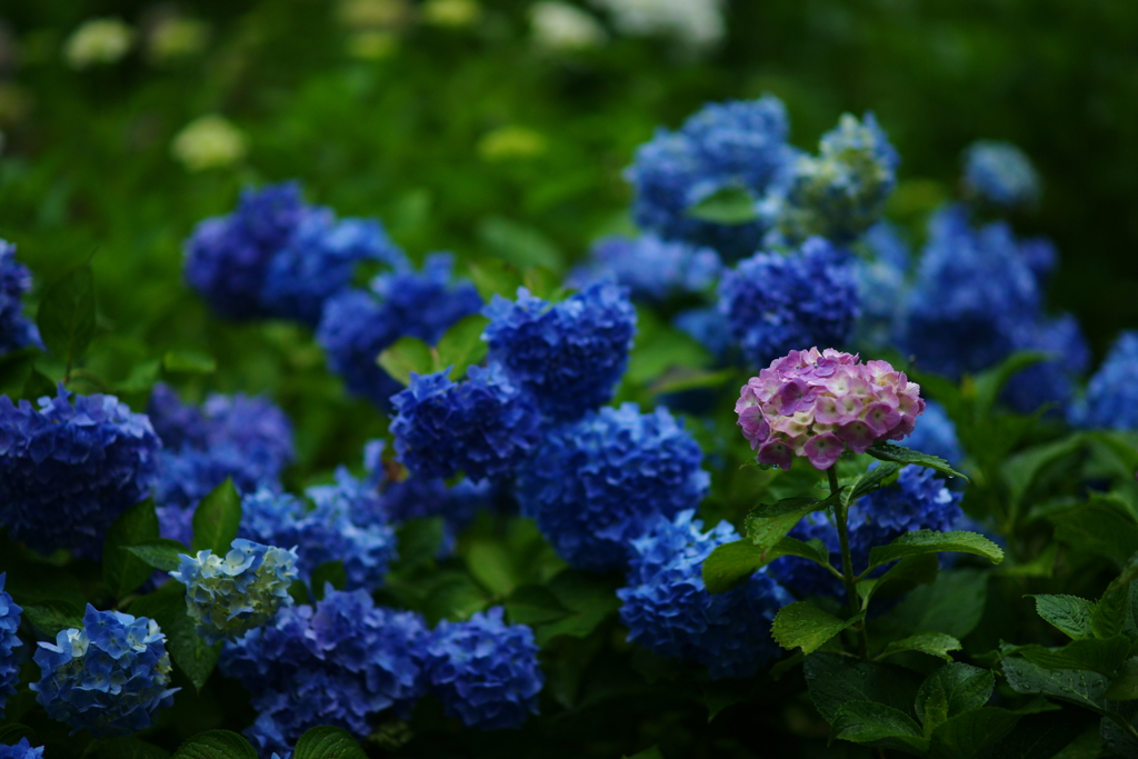 紫陽花DSC04993