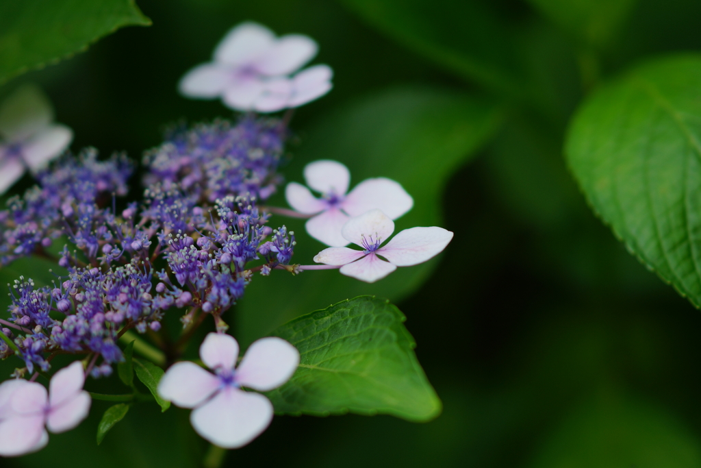 紫陽花　DSC01571