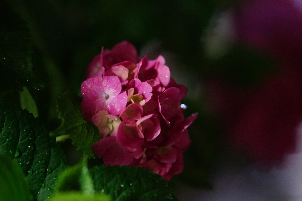 紫陽花　DSC01501