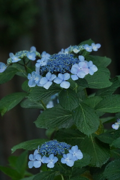 紫陽花　DSC05660