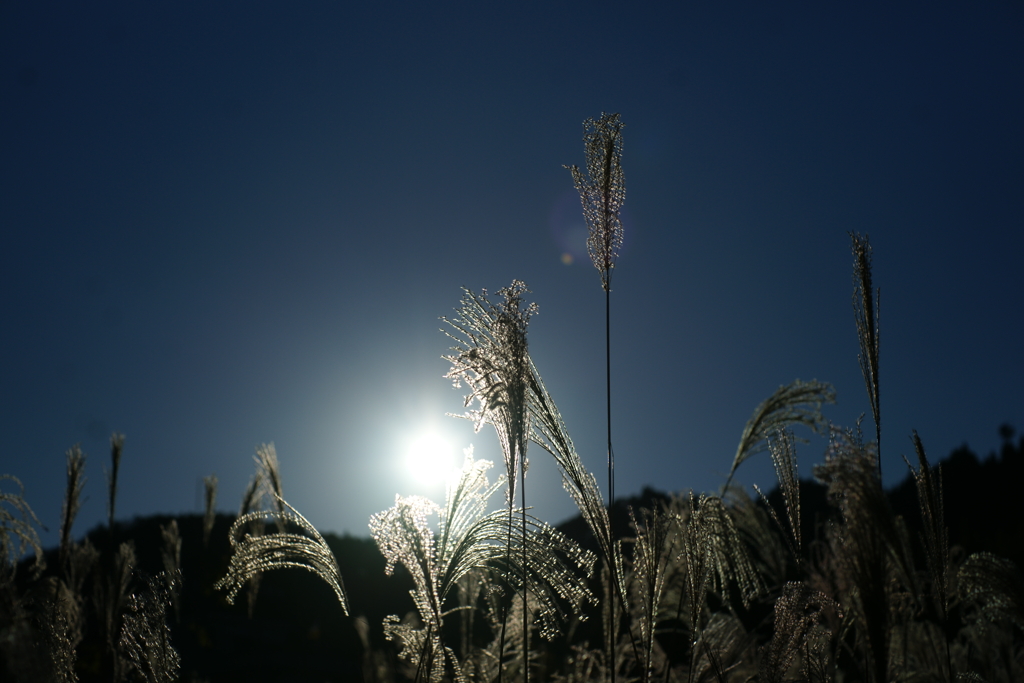 ススキ　DSC06824