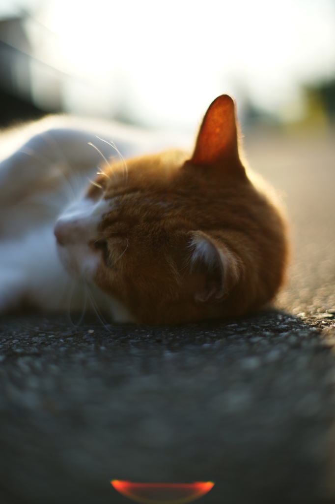 猫１