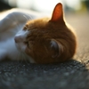猫１