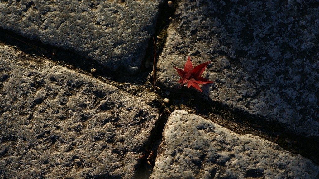 紅葉　DSC07512