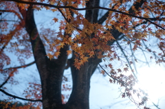 ２０１４　紅葉　９