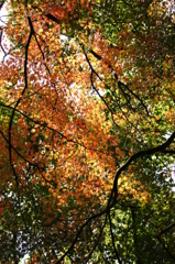 ２０１３　紅葉９