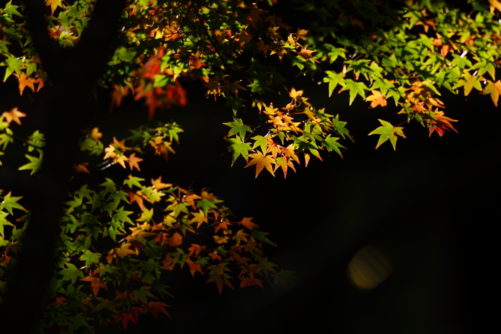 紅葉　DSC02130