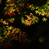 紅葉　DSC02130