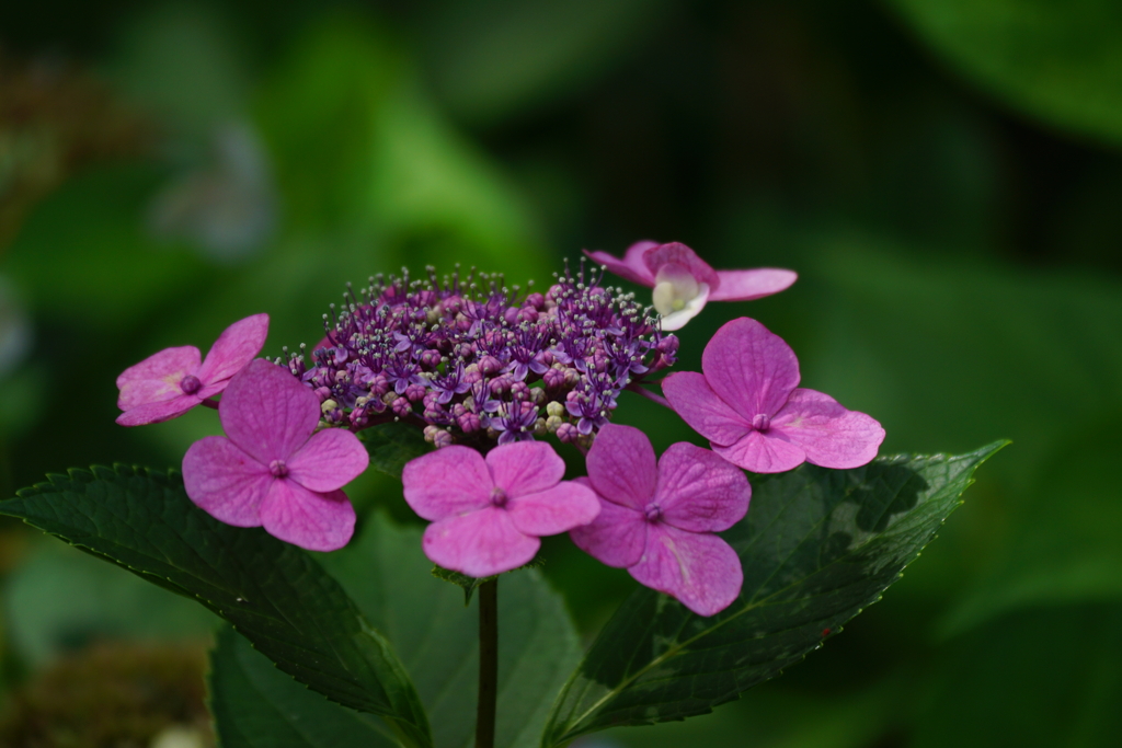 紫陽花DSC02381