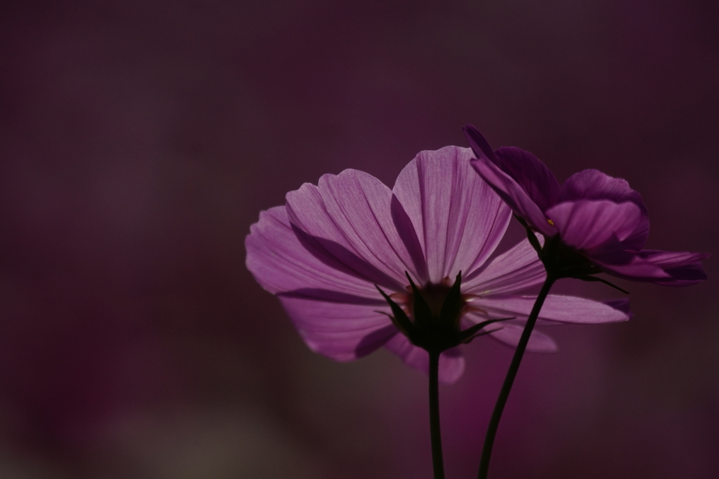 コスモス DSC08896