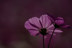 コスモス DSC08896