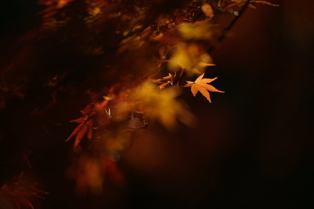 紅葉DSC01772