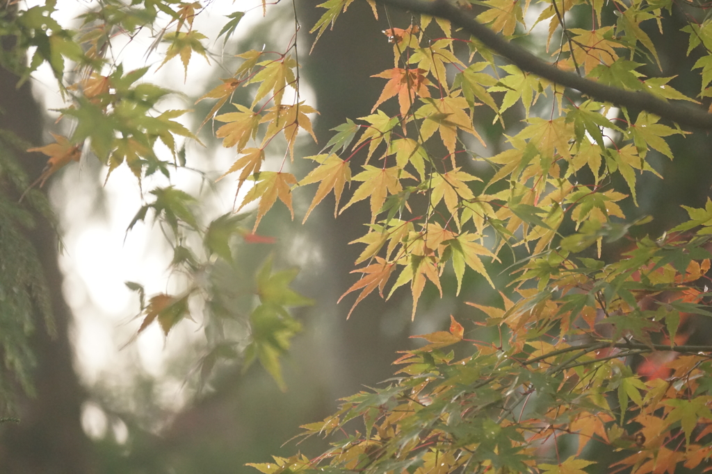 紅葉６